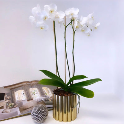 Lux Three Stem Orchid - bloomandboxflowers